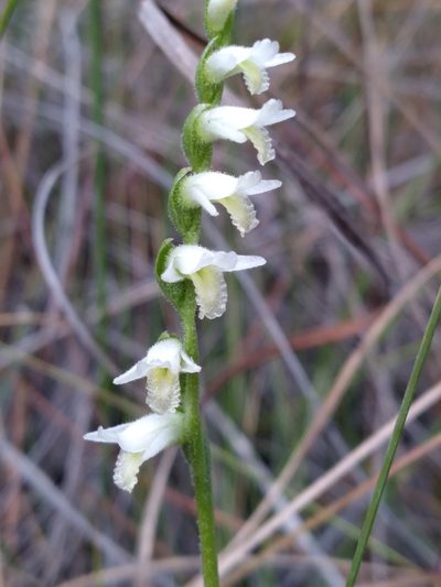 Spiranthes longilabris, photographed by Scott Ward