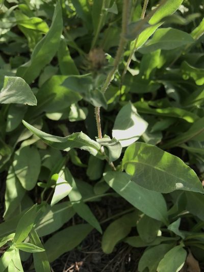 Eurybia integrifolia, photographed by Leah Gardner