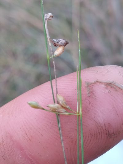 Rhynchospora oligantha, photographed by Scott Ward