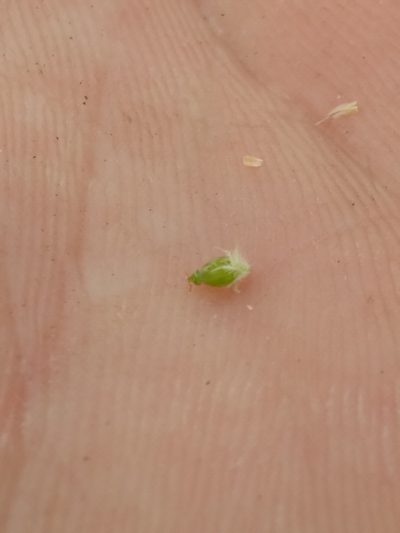 Rhynchospora oligantha, photographed by Scott Ward