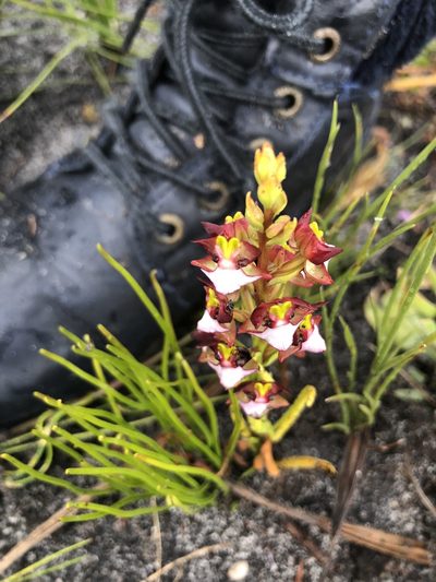 Evotella rubiginosa, photographed by Sean Privett