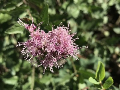 Ageratina occidentalis, photographed by Leah Gardner