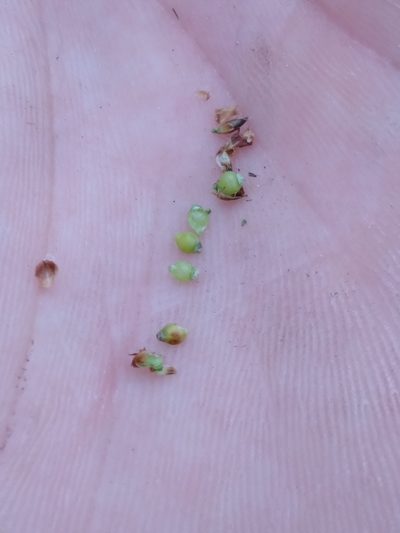 Rhynchospora harveyi, photographed by Scott Ward