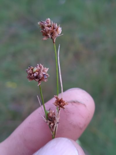 Rhynchospora harveyi, photographed by Scott Ward