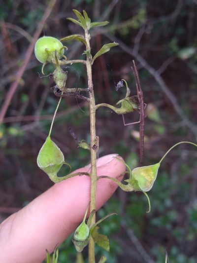 Macranthera flammea, photographed by Scott Ward