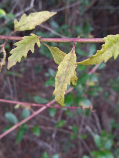 Macranthera flammea, photographed by Scott Ward