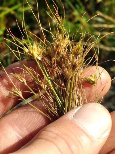Bulbostylis stenophylla, photographed by Scott Ward