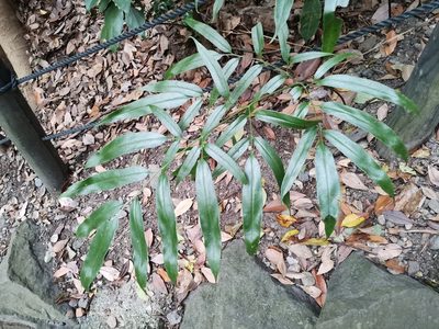 Coniogramme japonica, photographed by harum.koh