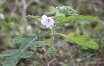 Solanum umtuma, photographed by Dave Brown