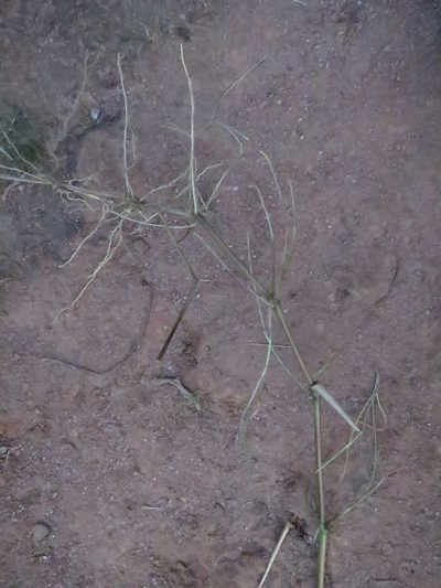 Hyparrhenia schimperi, photographed by bat (Maria Vorontsova)