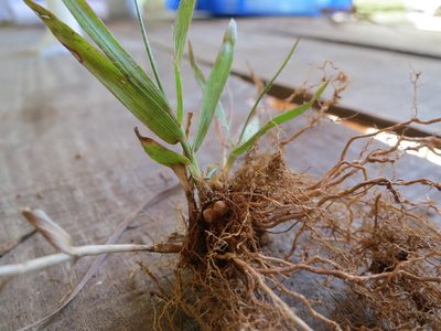 Panicum luridum, photographed by bat (Maria Vorontsova)