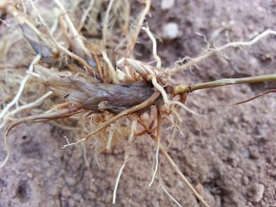 Panicum luridum, photographed by bat (Maria Vorontsova)