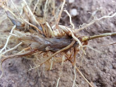 Panicum luridum, photographed by bat (Maria Vorontsova)