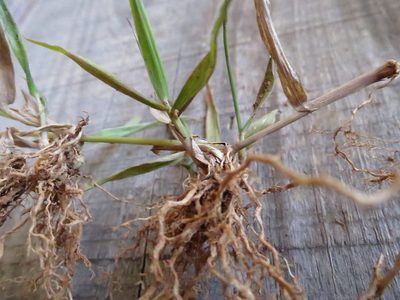 Panicum luridum, photographed by bat (Maria Vorontsova)