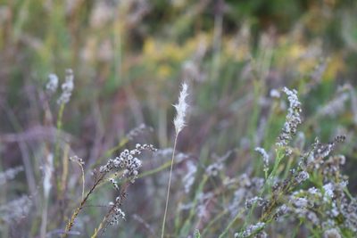 Bothriochloa torreyana, photographed by Rich Sommer
