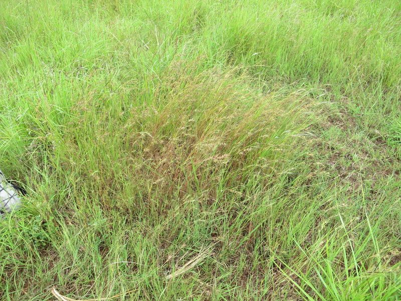 Themeda quadrivalvis, photographed by bat (Maria Vorontsova)
