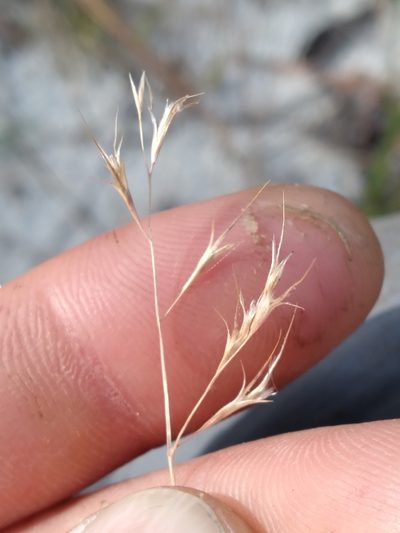 Triplasis americana, photographed by Scott Ward