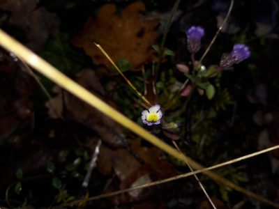 Chaenorhinum origanifolium, photographed by Bastien Alegot