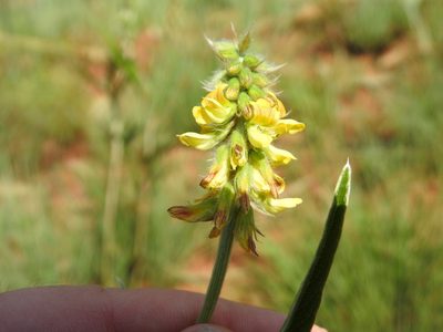 Eriosema burkei, photographed by Matthew Fainman