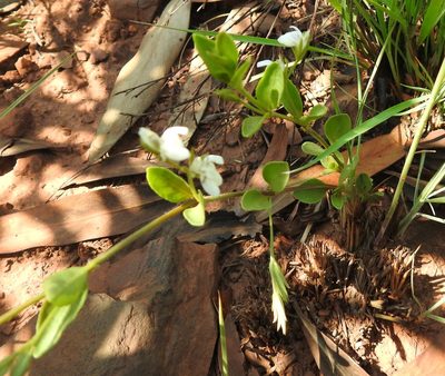 Justicia anagalloides, photographed by Matthew Fainman