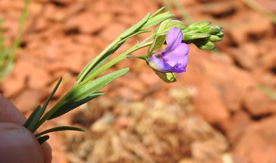 Polygala rehmannii, photographed by Matthew Fainman