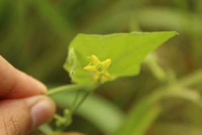 Cyclanthera carthagenensis, photographed by Andrés Ramírez-Barrera