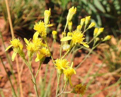 Senecio venosus, photographed by Matthew Fainman