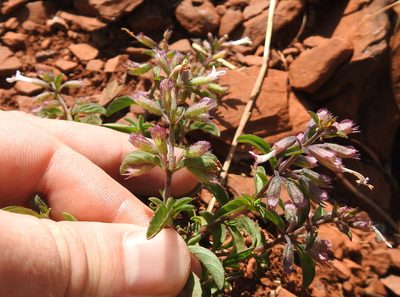 Syncolostemon pretoriae, photographed by Matthew Fainman