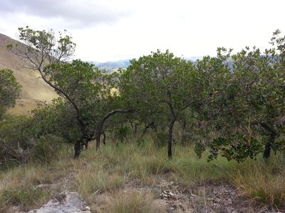 Uapaca bojeri, photographed by bat (Maria Vorontsova)