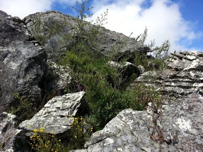 Oldeania ibityensis, photographed by bat (Maria Vorontsova)