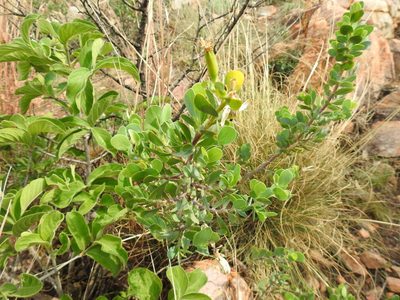 Lopholaena coriifolia, photographed by Matthew Fainman
