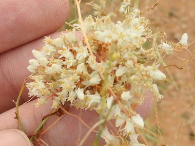 Cuscuta tuberculata, photographed by Sam Kieschnick