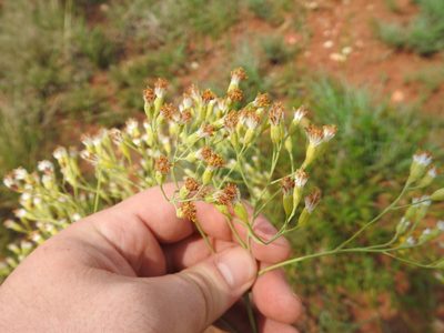 Senecio venosus, photographed by Matthew Fainman