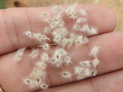 Digitaria californica, photographed by Sam Kieschnick