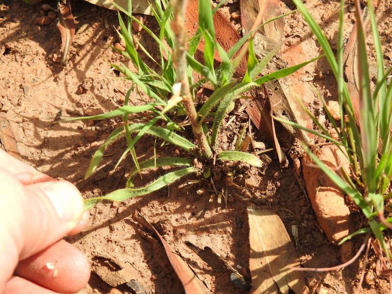 Chlorophytum transvaalense, photographed by Matthew Fainman