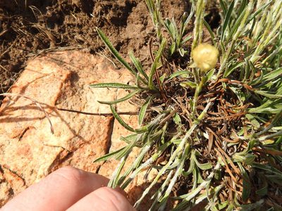 Helichrysum chionosphaerum, photographed by Matthew Fainman