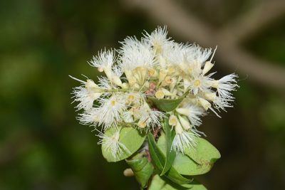 Syzygium zeylanicum, photographed by S.MORE