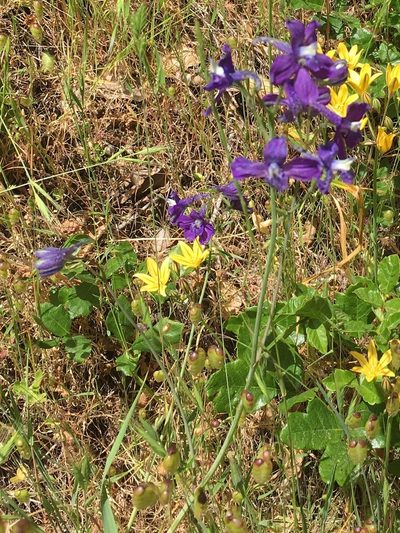 Delphinium hutchinsoniae, photographed by lejones417