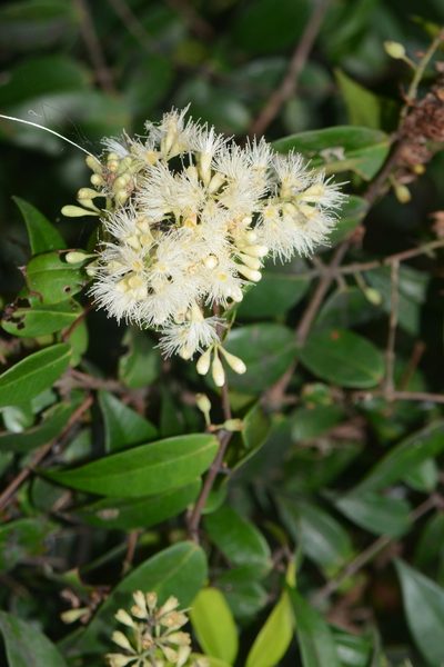 Syzygium zeylanicum, photographed by S.MORE