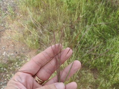 Aristida ternipes, photographed by Sam Kieschnick