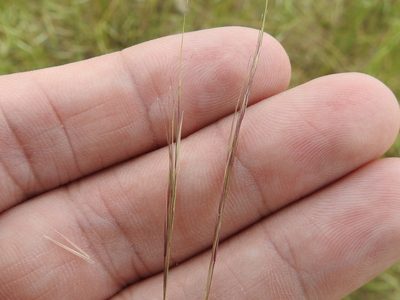 Aristida ternipes, photographed by Sam Kieschnick