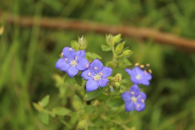 Hydrolea spinosa, photographed by Andrés Ramírez-Barrera