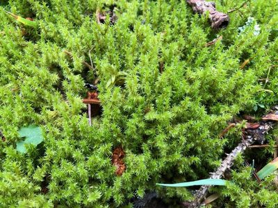 Niphotrichum canescens, photographed by Jason Grant