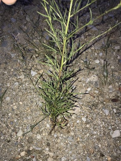 Hymenothrix loomisii, photographed by CK2AZ