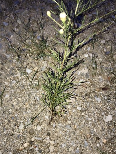 Hymenothrix loomisii, photographed by CK2AZ