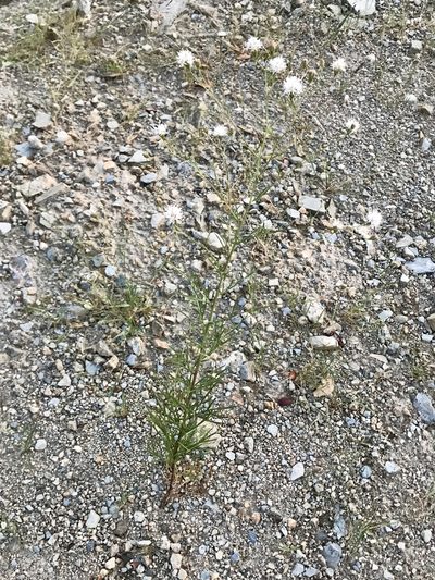 Hymenothrix loomisii, photographed by CK2AZ