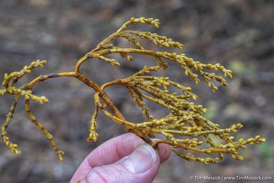 Arceuthobium campylopodum, photographed by Tim Messick