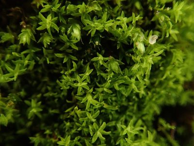 Streblotrichum convolutum, photographed by Daniel Cahen