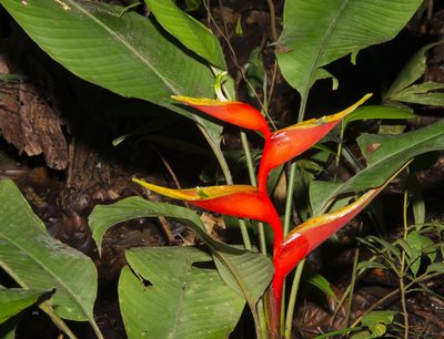 Heliconia stricta, photographed by Seig