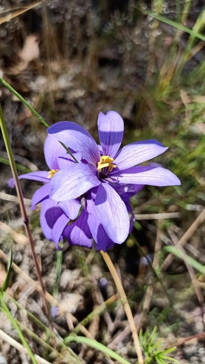 Cheiranthera linearis, photographed by Matthew Lincoln